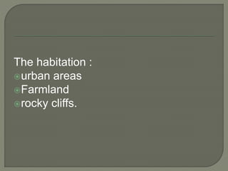 The habitation :
urban areas
Farmland
rocky cliffs.
 