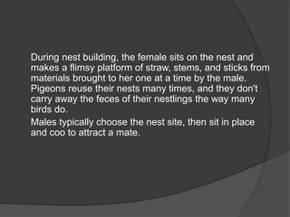 During nest building, the female sits on the nest and
makes a flimsy platform of straw, stems, and sticks from
materials brought to her one at a time by the male.
Pigeons reuse their nests many times, and they don't
carry away the feces of their nestlings the way many
birds do.
Males typically choose the nest site, then sit in place
and coo to attract a mate.
 