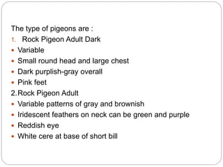 The type of pigeons are :
1. Rock Pigeon Adult Dark
 Variable
 Small round head and large chest
 Dark purplish-gray overall
 Pink feet
2.Rock Pigeon Adult
 Variable patterns of gray and brownish
 Iridescent feathers on neck can be green and purple
 Reddish eye
 White cere at base of short bill
 