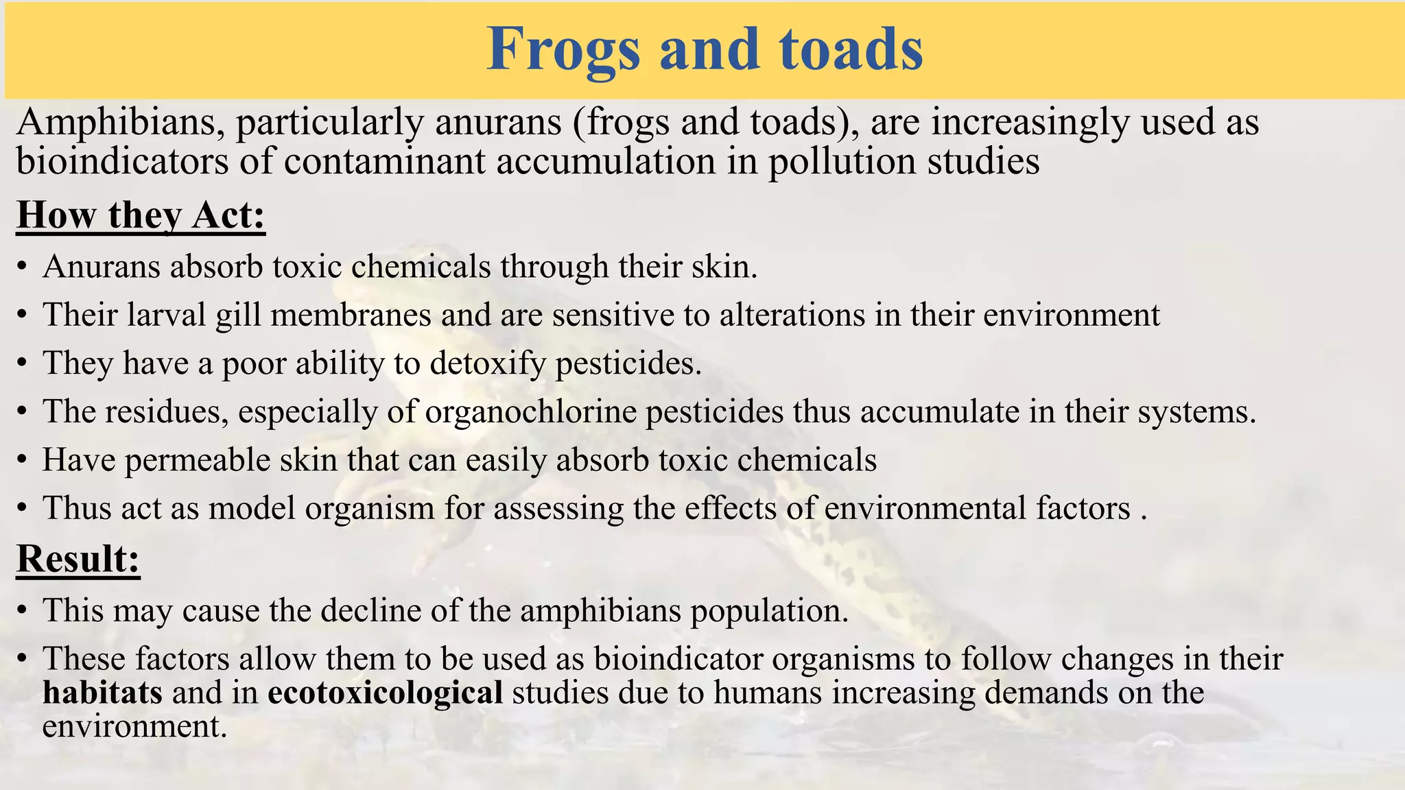 Frogs and toads
Amphibians, particularly anurans (frogs and toads), are increasingly used as
bioindicators of contaminant accumulation in pollution studies
How they Act:
• Anurans absorb toxic chemicals through their skin.
• Their larval gill membranes and are sensitive to alterations in their environment
• They have a poor ability to detoxify pesticides.
• The residues, especially of organochlorine pesticides thus accumulate in their systems.
• Have permeable skin that can easily absorb toxic chemicals
• Thus act as model organism for assessing the effects of environmental factors .
Result:
• This may cause the decline of the amphibians population.
• These factors allow them to be used as bioindicator organisms to follow changes in their
habitats and in ecotoxicological studies due to humans increasing demands on the
environment.
 