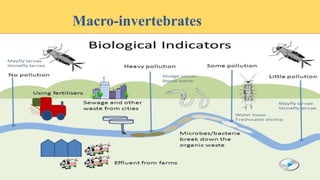 Bioindicators | PPTX