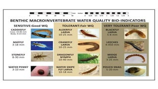 Bioindicators | PPTX