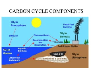 CARBON CYCLE COMPONENTS
 