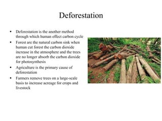 Deforestation
 Deforestation is the another method
through which human effect carbon cycle
 Forest are the natural carbon sink when
human cut forest the carbon dioxide
increase in the atmosphere and the trees
are no longer absorb the carbon dioxide
for photosynthesis
 Agriculture is the primary cause of
deforestation
 Farmers remove trees on a large-scale
basis to increase acreage for crops and
livestock
 