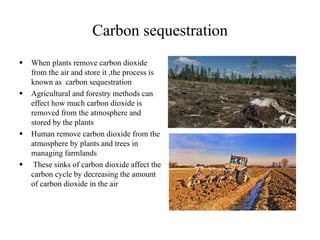 Carbon sequestration
 When plants remove carbon dioxide
from the air and store it ,the process is
known as carbon sequestration
 Agricultural and forestry methods can
effect how much carbon dioxide is
removed from the atmosphere and
stored by the plants
 Human remove carbon dioxide from the
atmosphere by plants and trees in
managing farmlands
 These sinks of carbon dioxide affect the
carbon cycle by decreasing the amount
of carbon dioxide in the air
 