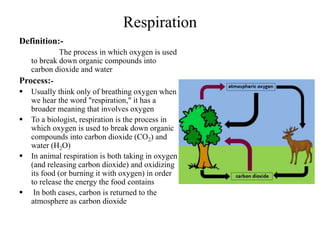 Respiration
Definition:-
The process in which oxygen is used
to break down organic compounds into
carbon dioxide and water
Process:-
 Usually think only of breathing oxygen when
we hear the word "respiration," it has a
broader meaning that involves oxygen
 To a biologist, respiration is the process in
which oxygen is used to break down organic
compounds into carbon dioxide (CO2) and
water (H2O)
 In animal respiration is both taking in oxygen
(and releasing carbon dioxide) and oxidizing
its food (or burning it with oxygen) in order
to release the energy the food contains
 In both cases, carbon is returned to the
atmosphere as carbon dioxide
 