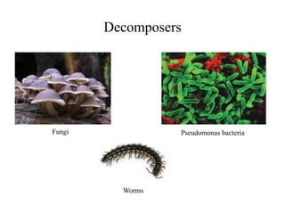 Decomposers
Pseudomonas bacteriaFungi
Worms
 