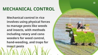 Top Guard Insect Control For Rice INTEGRATED PEST MANAGEMENT of rice Report Presentation | PPTX