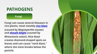 INTEGRATED PEST MANAGEMENT of rice Report Presentation | PPTX
