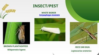 Pest Of Rice INTEGRATED PEST MANAGEMENT of rice Report Presentation | PPTX