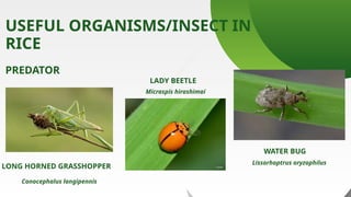 INTEGRATED PEST MANAGEMENT of rice Report Presentation | PPTX