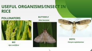 INTEGRATED PEST MANAGEMENT of rice Report Presentation | PPTX