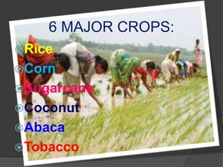 6 MAJOR CROPS:
Rice
Corn
Sugarcane
Coconut
Abaca
Tobacco
 
