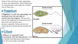 Some of the cells have small organelles
on their cell membrane, which help them
in transportation and collection of food.
Two of them are-
Flagellum
A flagellum is a lash-like appendage that
protrudes from the cell body of
certain cells like Euglena. The primary
role of the flagellum is locomotion but it
also often has function as a
sensory organelle, being sensitive to
chemicals and temperatures outside the
cell.
Cilium
A cilium is an organelle found
in unicellular cells like Paramecium. Cilia
are slender protuberances that project
from the much larger cell body.
10
 