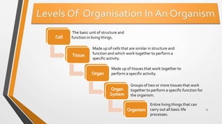 13
The basic unit of structure and
function in living things.
Made up of cells that are similar in structure and
function and which work together to perform a
specific activity.
Made up of tissues that work together to
perform a specific activity.
Groups of two or more tissues that work
together to perform a specific function for
the organism.
Entire living things that can
carry out all basic life
processes.
 