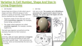 Variation In Cell Number, Shape And Size In
Living Organisms
 Cell Number
Human body has trillions of cells which vary in
shapes and sizes. Different groups of cells
perform a variety of functions. living organisms
can be classified into two categories-
a) Organisms made of more than one cell are
called multicellular organisms. For example,
human beings ,animals etc.
b) The single-celled organisms are called
unicellular organisms. For example, amoeba,
euglena etc.
The both type organism can performs all the
necessary functions for their existence.
 Cell Shape
Generally, cells are round, spherical or elongated.
Some cells are long and pointed at both ends.
They exhibit spindle shape . Cells sometimes are
quite long. Some are branched like the nerve cell
or a neuron.
 Cell Size
Cell vary in size. The smallest cell is PPLO(Pleuro
pneumonia-like organism)and is about 0.1µm in
diameter. The ostrich egg is the largest cell with
1,70,000µm in diameter.
3
 