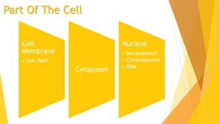 Part Of The Cell
4
Cell
Membrane
• Cell Wall
Cytoplasm
Nucleus
• Nucleoplasm
• Chromosomes
• DNA
 