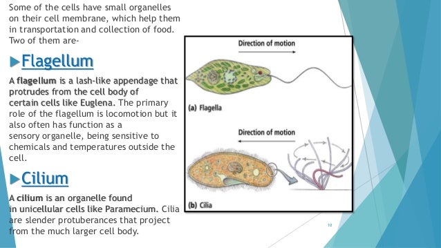 Cell (The function and structural unit of life) Class-8th