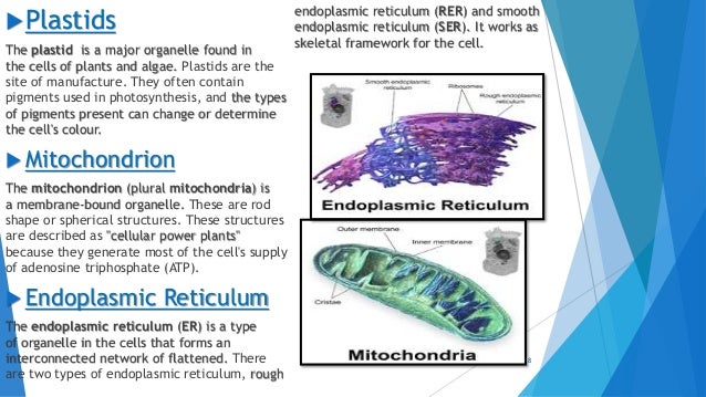 Cell (The function and structural unit of life) Class-8th