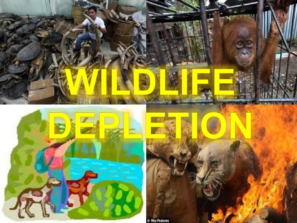 deforestation and wildlife depletion