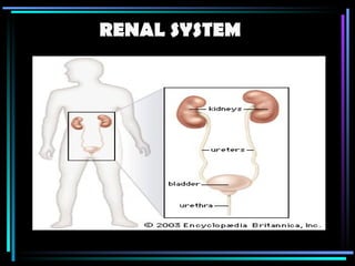 RENAL SYSTEM 