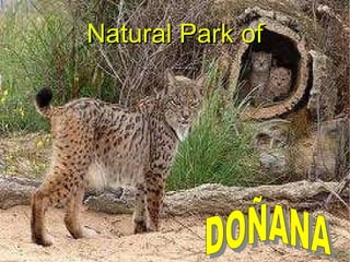 Natural Park of DOÑANA 