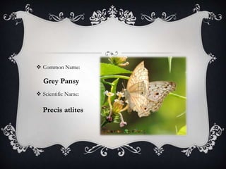  Common Name: 
Grey Pansy 
 Scientific Name: 
Precis atlites 
 