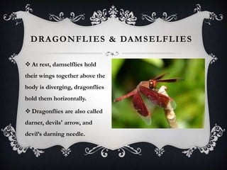 DRAGONFLIES & DAMSELFLIES 
 At rest, damselflies hold 
their wings together above the 
body is diverging, dragonflies 
hold them horizontally. 
 Dragonflies are also called 
darner, devils' arrow, and 
devil’s darning needle. 
 