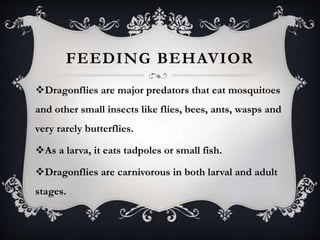 FEEDING BEHAVIOR 
Dragonflies are major predators that eat mosquitoes 
and other small insects like flies, bees, ants, wasps and 
very rarely butterflies. 
As a larva, it eats tadpoles or small fish. 
Dragonflies are carnivorous in both larval and adult 
stages. 
 
