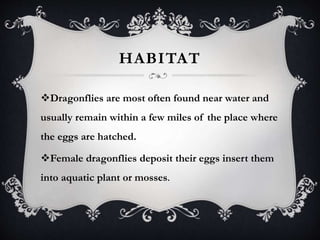 HABITAT 
Dragonflies are most often found near water and 
usually remain within a few miles of the place where 
the eggs are hatched. 
Female dragonflies deposit their eggs insert them 
into aquatic plant or mosses. 
 