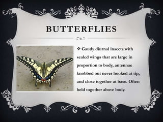 BUTTERFLIES 
 Gaudy diurnal insects with 
sealed wings that are large in 
proportion to body, antennae 
knobbed out never hooked at tip, 
and close together at base. Often 
held together above body. 
 