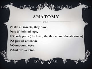 ANATOMY 
Like all insects, they have : 
six (6) jointed legs, 
3 body parts (the head, the thorax and the abdomen) 
A pair of antennae 
Compound eyes 
And exoskeleton 
 