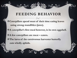 FEEDING BEHAVIOR 
Caterpillars spend most of their time eating leaves 
using strong mandibles (jaws). 
A caterpillar’s first meal however, is its own eggshell. 
A few caterpillars are meat – eaters. 
The larva of the carnivorous harvester butterfly 
eats wholly aphids. 
 