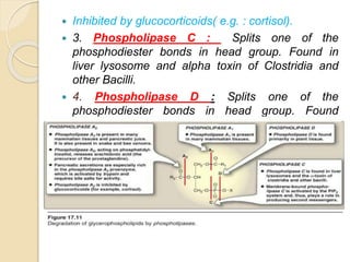  Inhibited by glucocorticoids( e.g. : cortisol).
 3. Phospholipase C : Splits one of the
phosphodiester bonds in head group. Found in
liver lysosome and alpha toxin of Clostridia and
other Bacilli.
 4. Phospholipase D : Splits one of the
phosphodiester bonds in head group. Found
primarily in plant tissues.
 