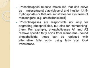 • Phospholipase release molecules that can serve
as messengers( diacylglycerol and inositol 1,4,5-
triphosphate) or that are substrates for synthesis of
messengers( e.g. arachidonic acid)
• Phospholipases are responsible not only for
degrading phospholipids, but also for “remodeling”
them. For example, phospholipases A1 and A2
remove specific fatty acids from membrane- bound
phospholipids; these can be replaced with
alternative fatty acids using fatty acyl CoA
transferase.
 