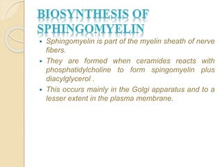  Sphingomyelin is part of the myelin sheath of nerve
fibers.
 They are formed when ceramides reacts with
phosphatidylcholine to form spingomyelin plus
diacylglycerol .
 This occurs mainly in the Golgi apparatus and to a
lesser extent in the plasma membrane.
 
