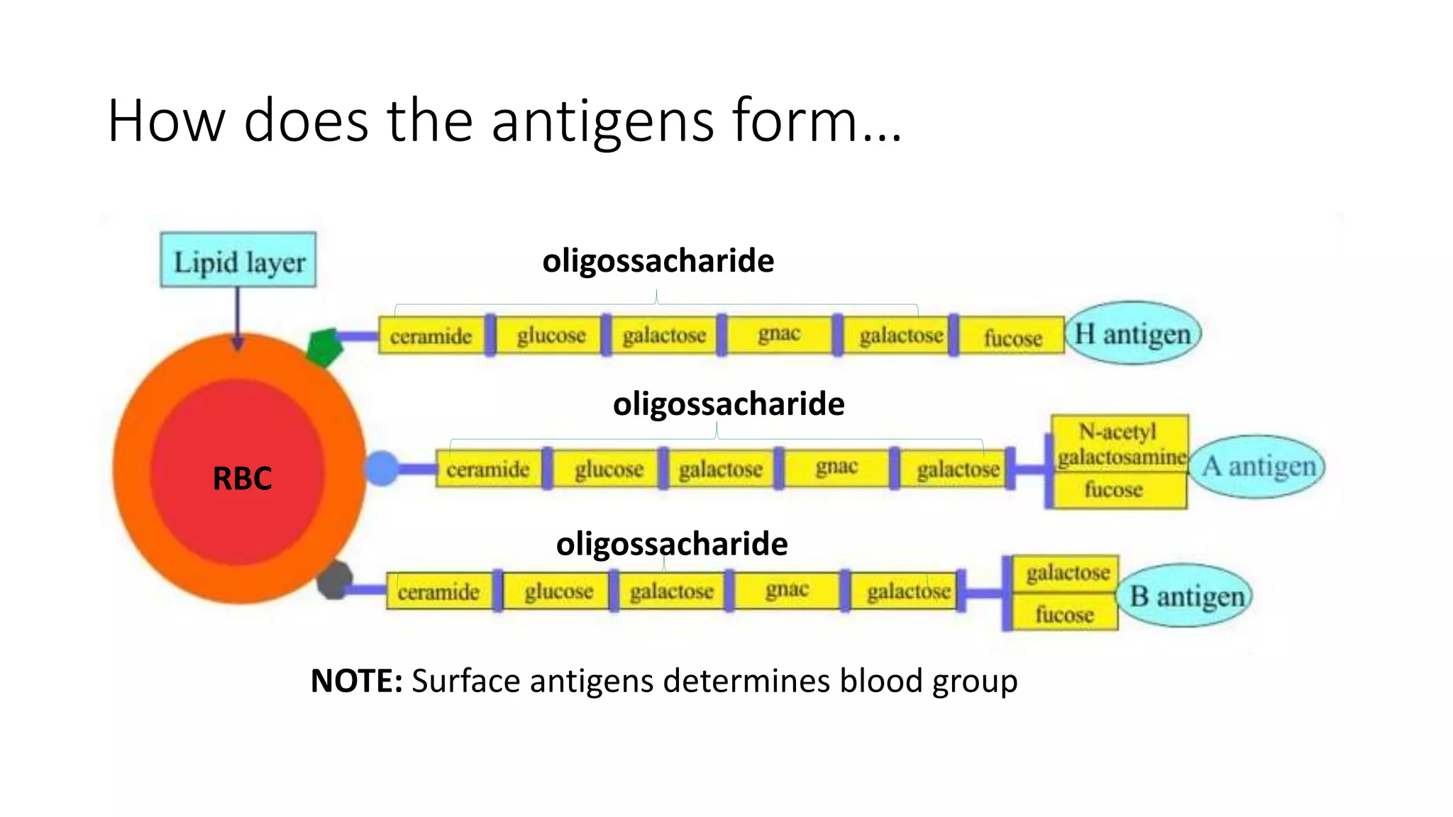 How does the antigens form…
oligossacharide
RBC
NOTE: Surface antigens determines blood group
oligossacharide
oligossacharide
 