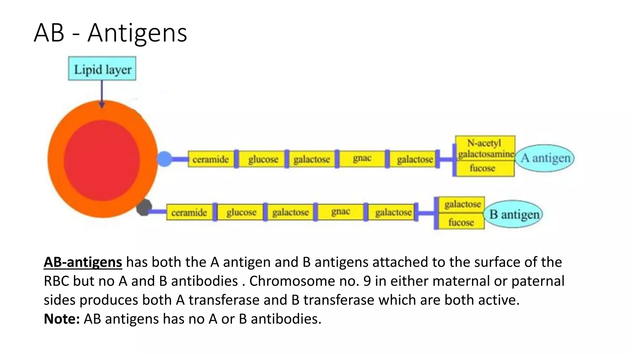 AB - Antigens
AB-antigens has both the A antigen and B antigens attached to the surface of the
RBC but no A and B antibodies . Chromosome no. 9 in either maternal or paternal
sides produces both A transferase and B transferase which are both active.
Note: AB antigens has no A or B antibodies.
 