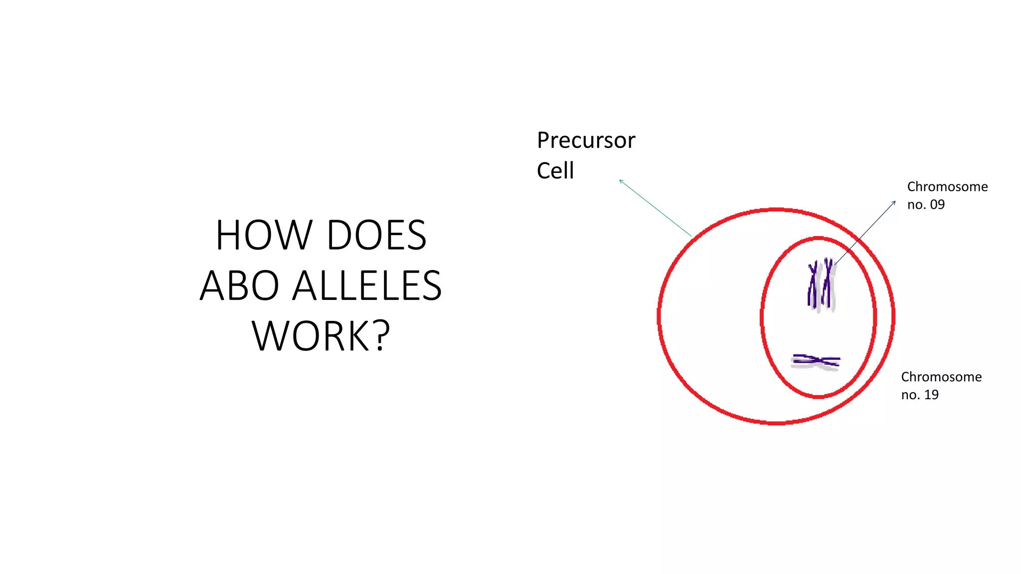 HOW DOES
ABO ALLELES
WORK?
Chromosome
no. 09
Chromosome
no. 19
Precursor
Cell
 