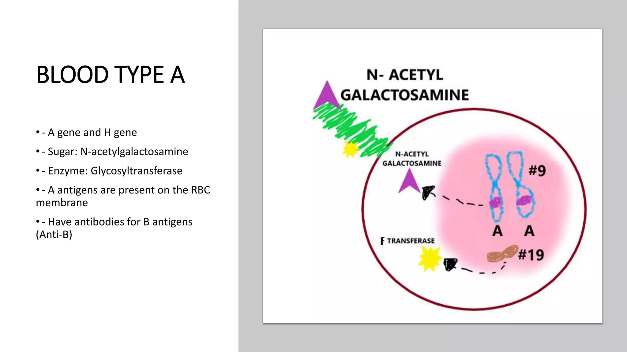 BLOOD TYPE A
•- A gene and H gene
•- Sugar: N-acetylgalactosamine
•- Enzyme: Glycosyltransferase
•- A antigens are present on the RBC
membrane
•- Have antibodies for B antigens
(Anti-B)
 