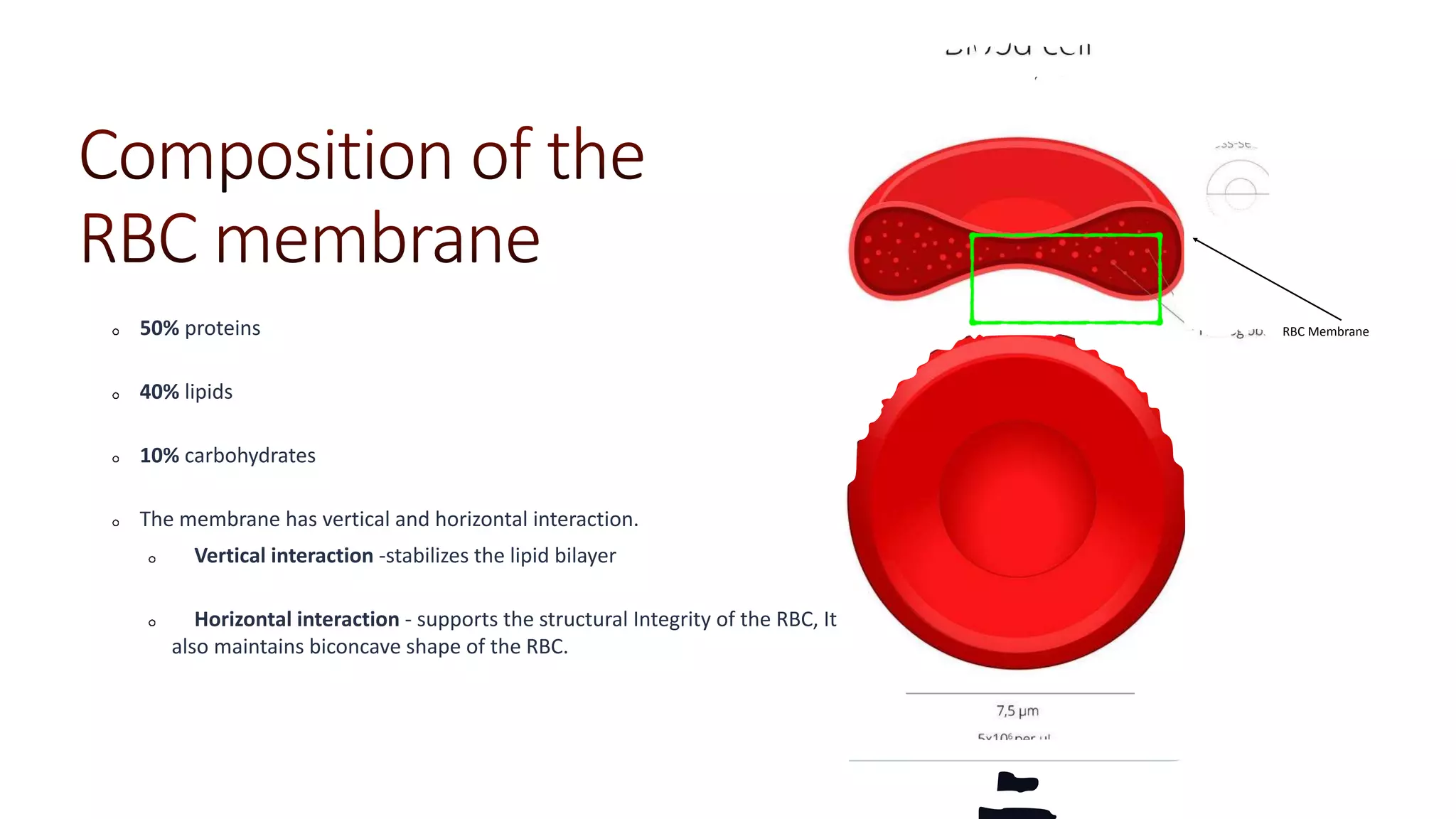 50% proteins
40% lipids
10% carbohydrates
The membrane has vertical and horizontal interaction.
Vertical interaction -stabilizes the lipid bilayer
Horizontal interaction - supports the structural Integrity of the RBC, It
also maintains biconcave shape of the RBC.
RBC Membrane
 
