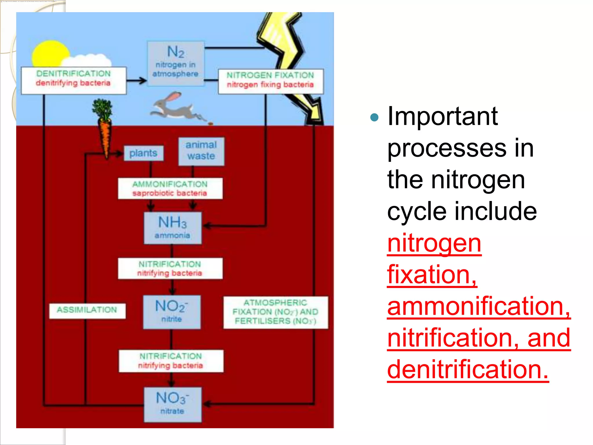 

Important
processes in
the nitrogen
cycle include
nitrogen
fixation,
ammonification,
nitrification, and
denitrification.

 
