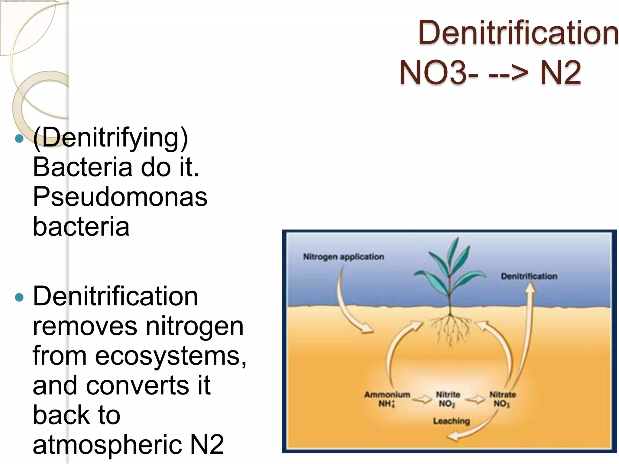 Denitrification
NO3- --> N2


(Denitrifying)
Bacteria do it.
Pseudomonas
bacteria



Denitrification
removes nitrogen
from ecosystems,
and converts it
back to
atmospheric N2

 
