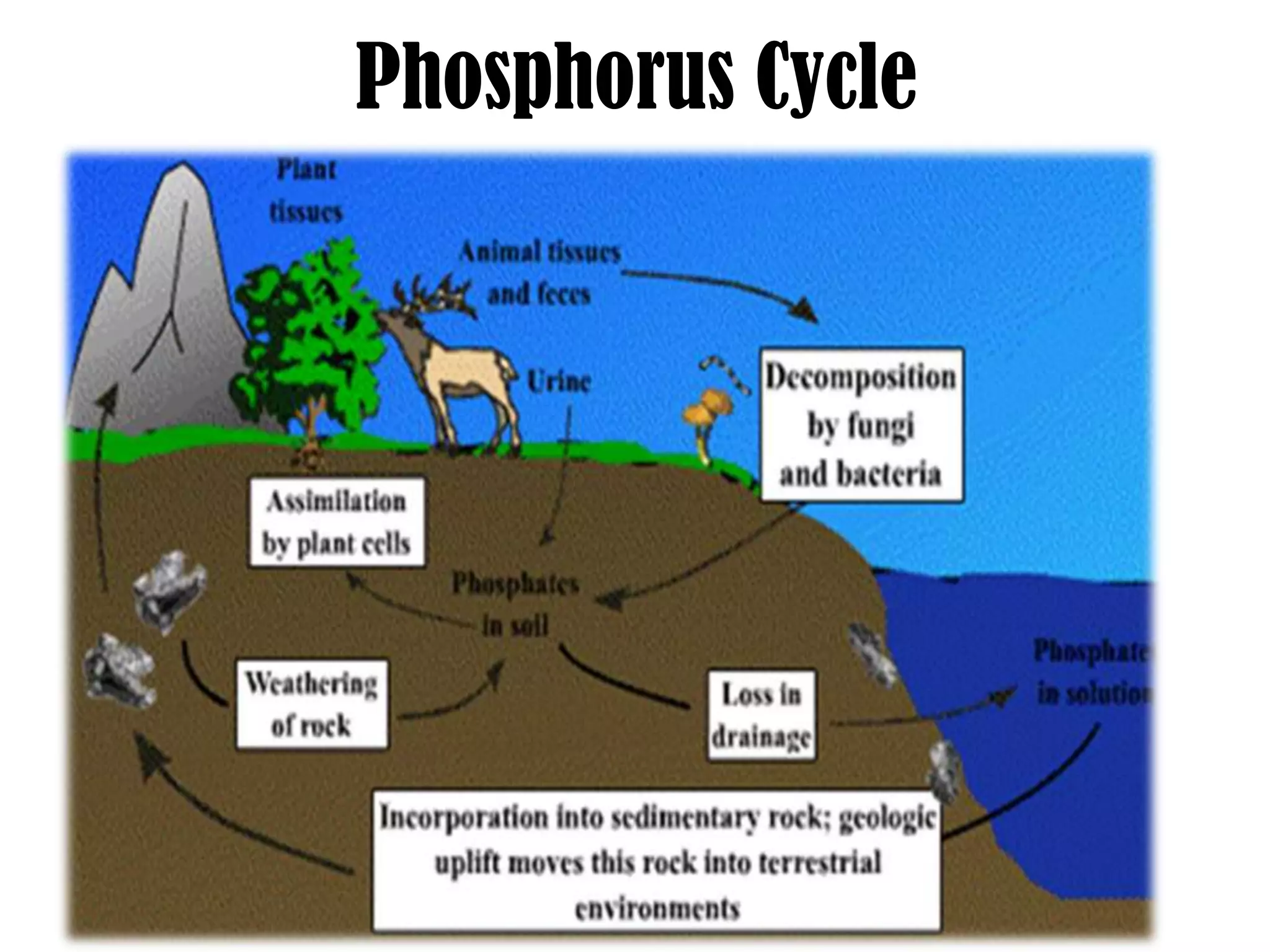 Phosphorus Cycle

 