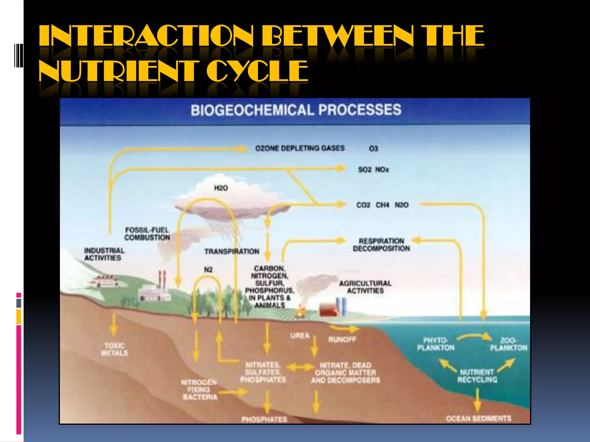 INTERACTION BETWEEN THE
NUTRIENT CYCLE

 