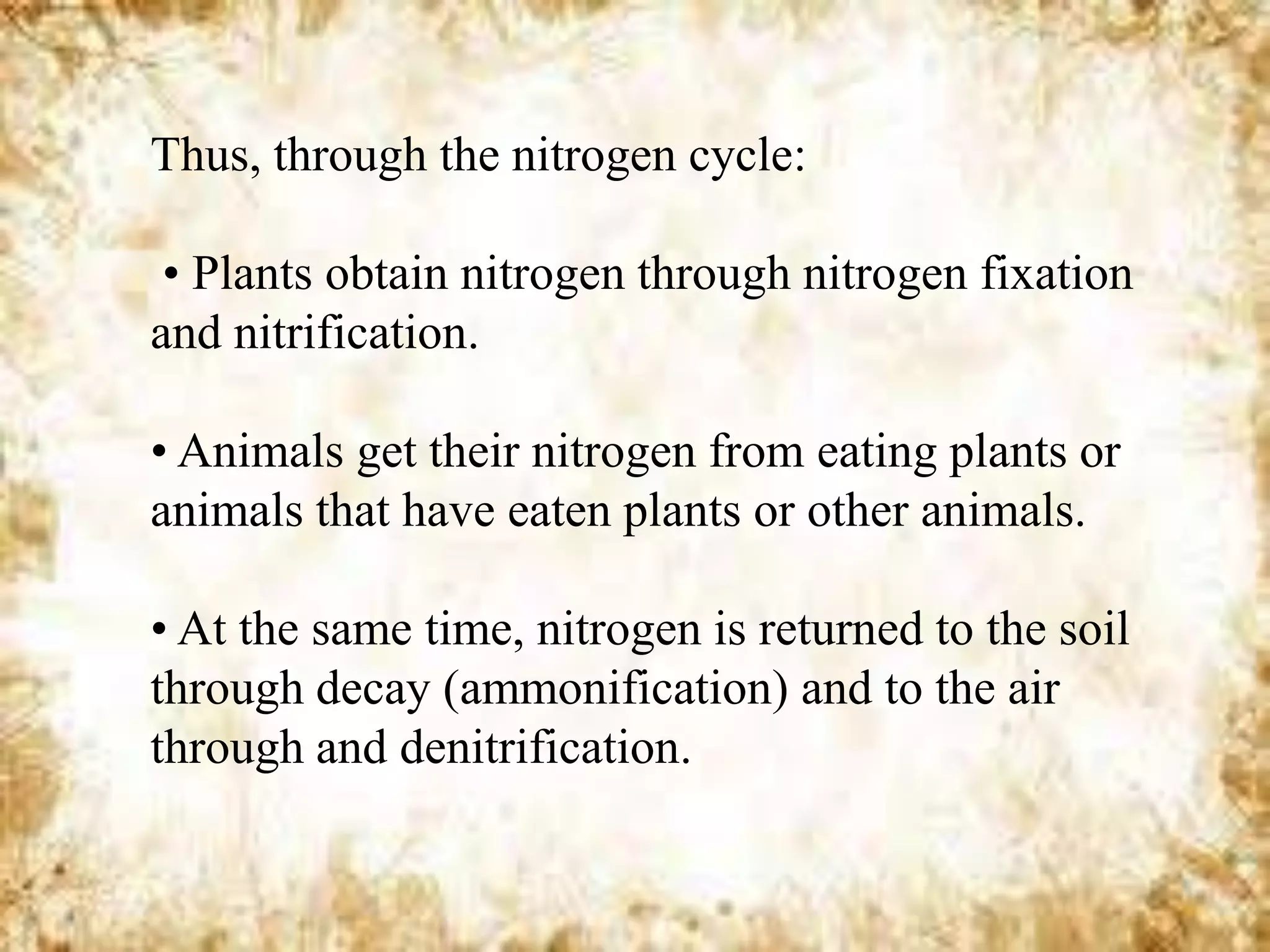 Thus, through the nitrogen cycle:
• Plants obtain nitrogen through nitrogen fixation
and nitrification.
• Animals get their nitrogen from eating plants or
animals that have eaten plants or other animals.
• At the same time, nitrogen is returned to the soil
through decay (ammonification) and to the air
through and denitrification.

 