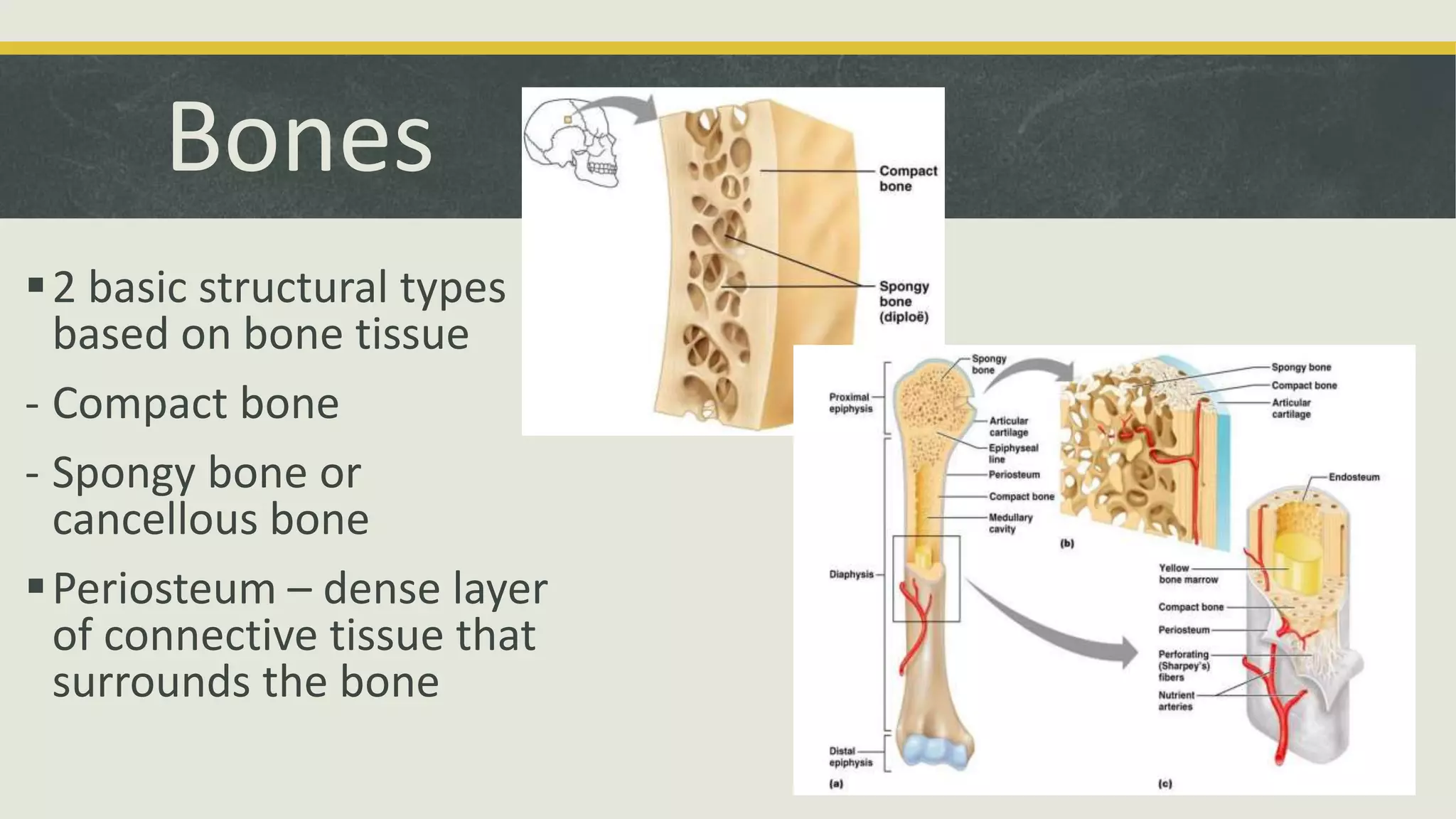 Bones
2 basic structural types
based on bone tissue
- Compact bone
- Spongy bone or
cancellous bone
Periosteum – dense layer
of connective tissue that
surrounds the bone
 