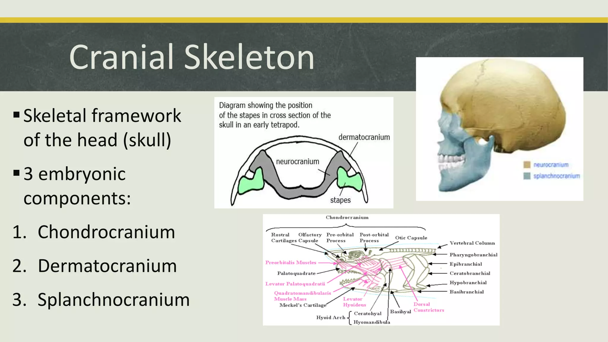 Cranial Skeleton
Skeletal framework
of the head (skull)
3 embryonic
components:
1. Chondrocranium
2. Dermatocranium
3. Splanchnocranium
 