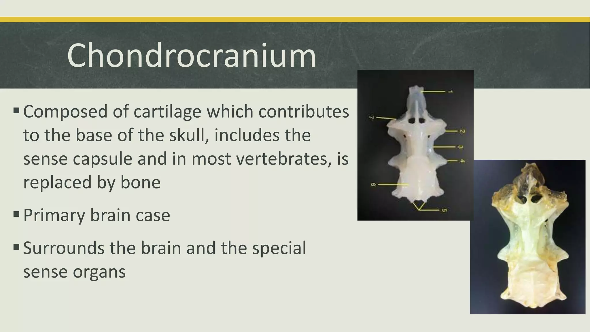 Chondrocranium
Composed of cartilage which contributes
to the base of the skull, includes the
sense capsule and in most vertebrates, is
replaced by bone
Primary brain case
Surrounds the brain and the special
sense organs
 