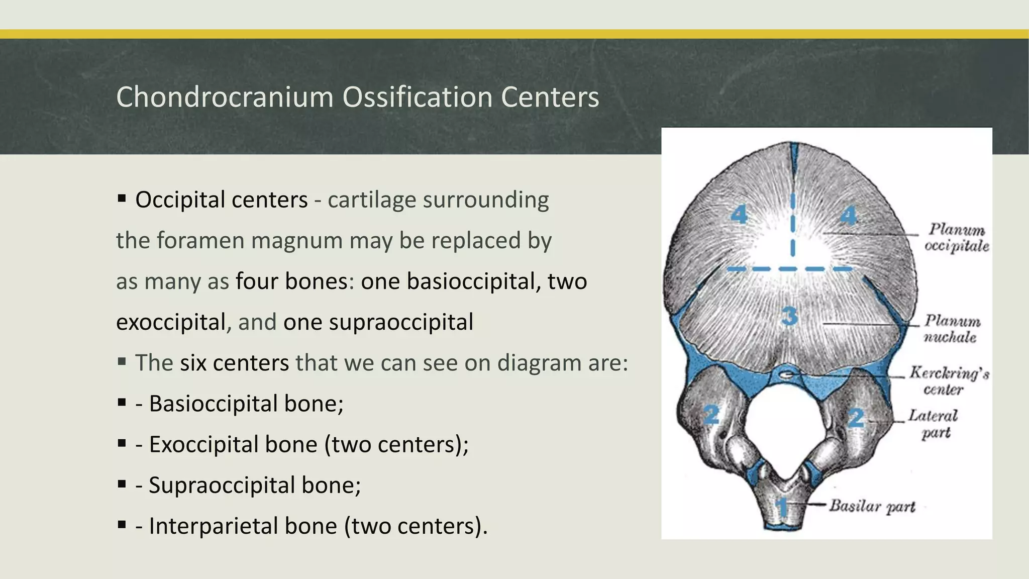 Chondrocranium Ossification Centers
 Occipital centers - cartilage surrounding
the foramen magnum may be replaced by
as many as four bones: one basioccipital, two
exoccipital, and one supraoccipital
 The six centers that we can see on diagram are:
 - Basioccipital bone;
 - Exoccipital bone (two centers);
 - Supraoccipital bone;
 - Interparietal bone (two centers).
 